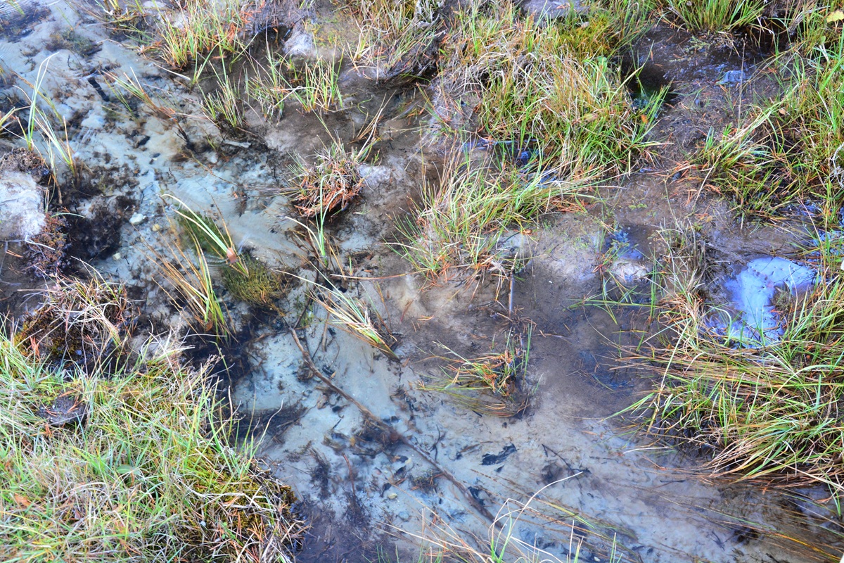 Bläulich schimmerndes Quellwasser